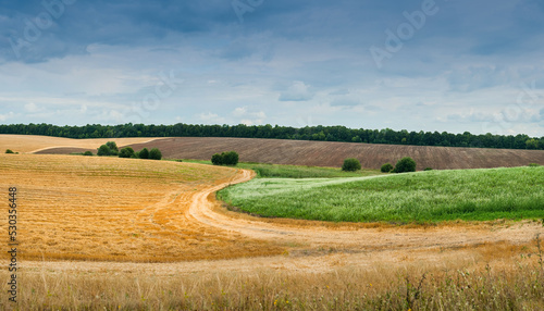 panorama of fields with border between yellow and green field like summer and...