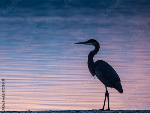 great blue heron standing on dock at sunrise