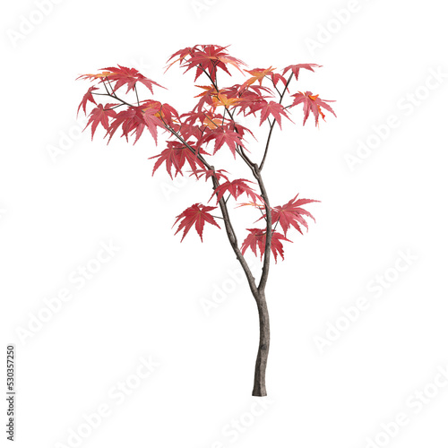 3d illustration of Acer palmatum tree isolated on white and its mask