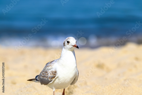 Seagull one on the sandy seashor photo