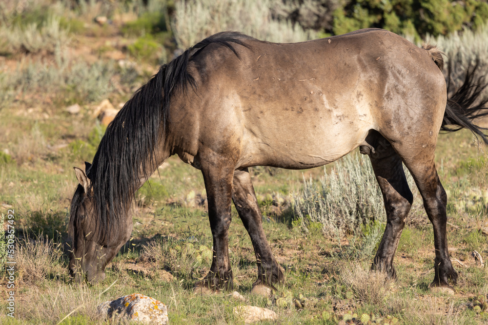 Wild Horse in Summer in Montana Wild Horse in Summer in Montana