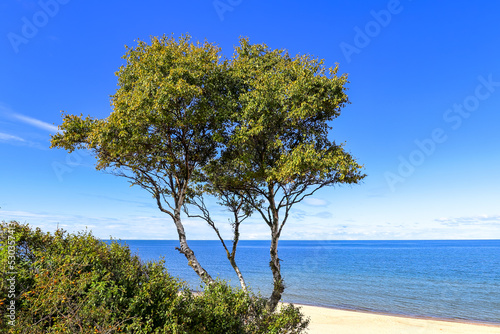 Fototapeta Naklejka Na Ścianę i Meble -  Three birches grow on the sandy slope of a dune, seashore. Vistula Spit, Baltic Sea