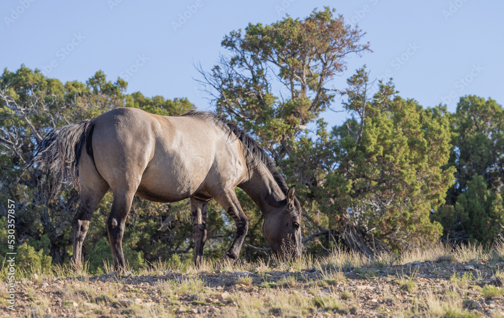 Fototapeta premium Wild Horse in Summer in Montana