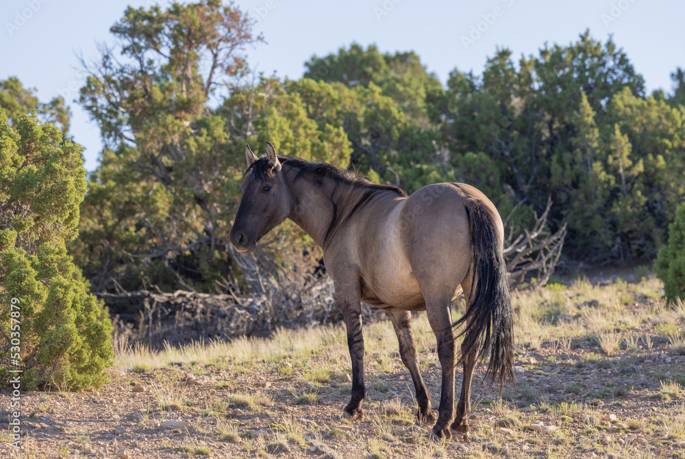 Wild Horse in Summer in Montana Wild Horse in Summer in Montana