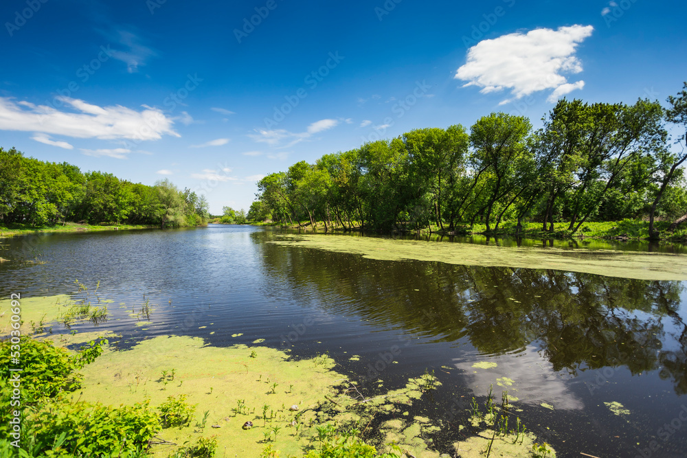 Fototapeta premium The lake with a duckweed