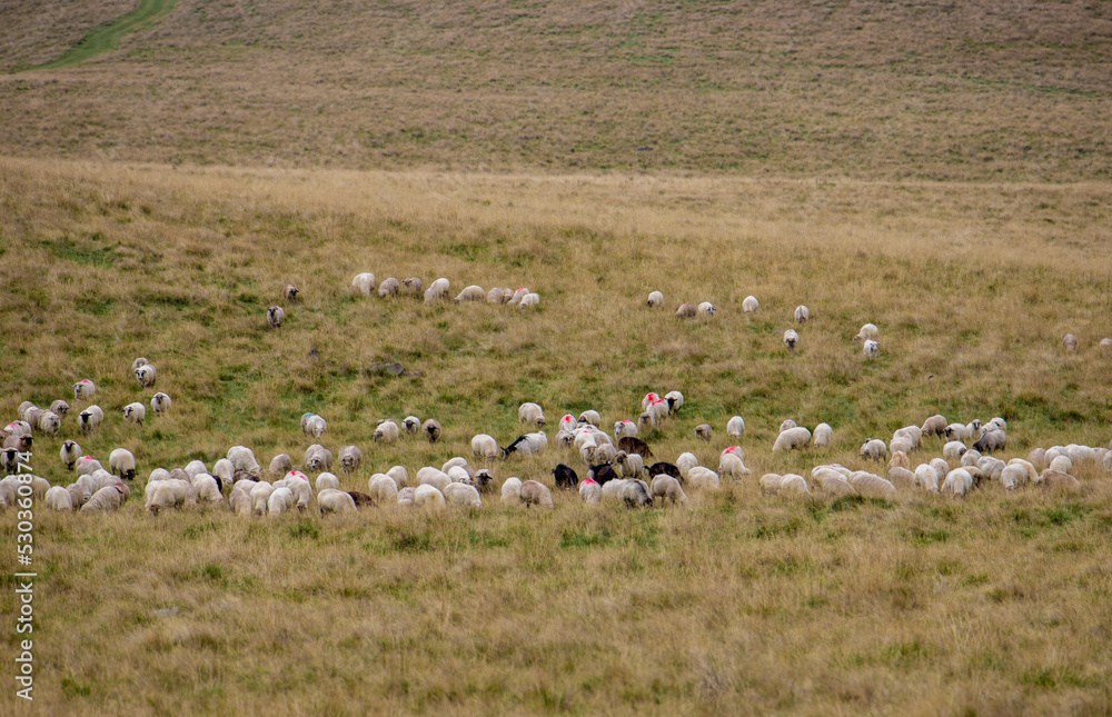 Fototapeta premium A flock of sheep on an alpine pasture with dry grass