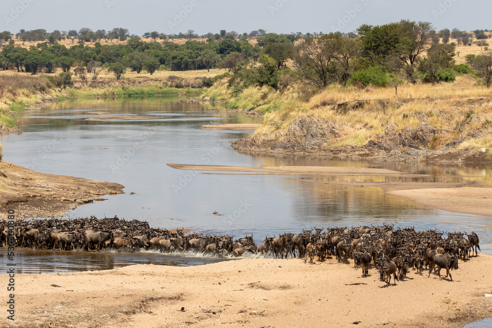 A herd of gnus crossing the Mara River in Tanzania A herd of gnus crossing the Mara River in Tanzania