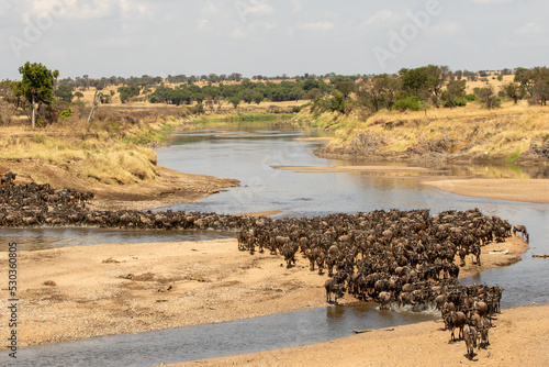 A herd of gnus crossing the Mara River in Tanzania photo