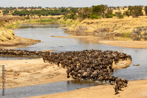 A herd of gnus crossing the Mara River in Tanzania