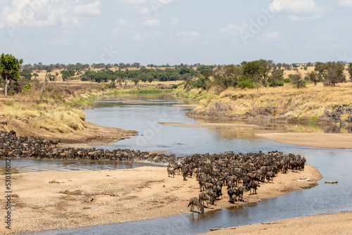 A herd of gnus crossing the Mara River in Tanzania