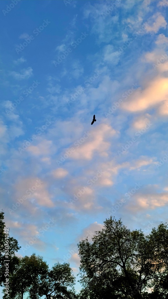 Hawk in the sky Hawk in the sky