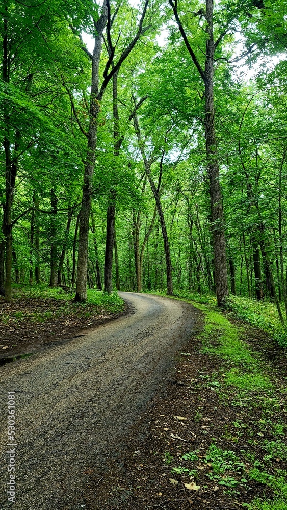 Naklejka premium path in the woods