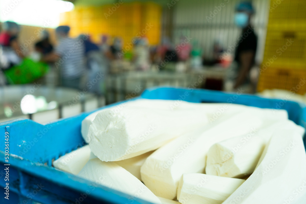 Cassava in a processing plant for artisanal raw material in Latin America