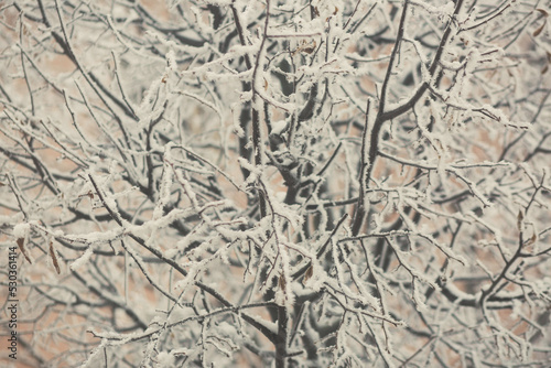 Winter texture of the branches of trees covered with a thick layer of snow. © Eno1