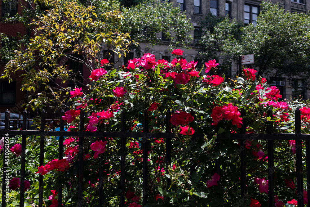 Blooming Red Rose Bush Behind a Fence in the East Village of New York City during the Spring