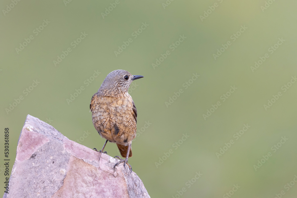 The common rock thrush (Monticola saxatilis) The common rock thrush (Monticola saxatilis)