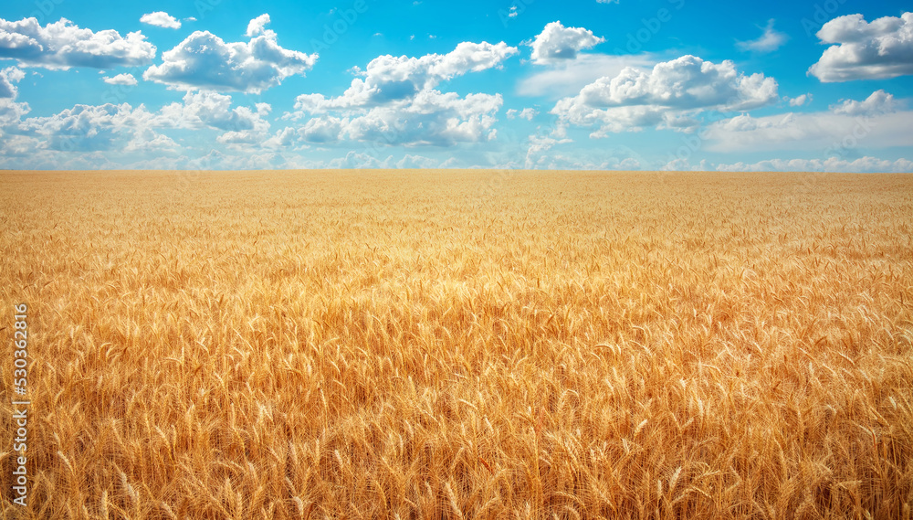 Meadow of wheat and cloudy blue sky. Composition of nature