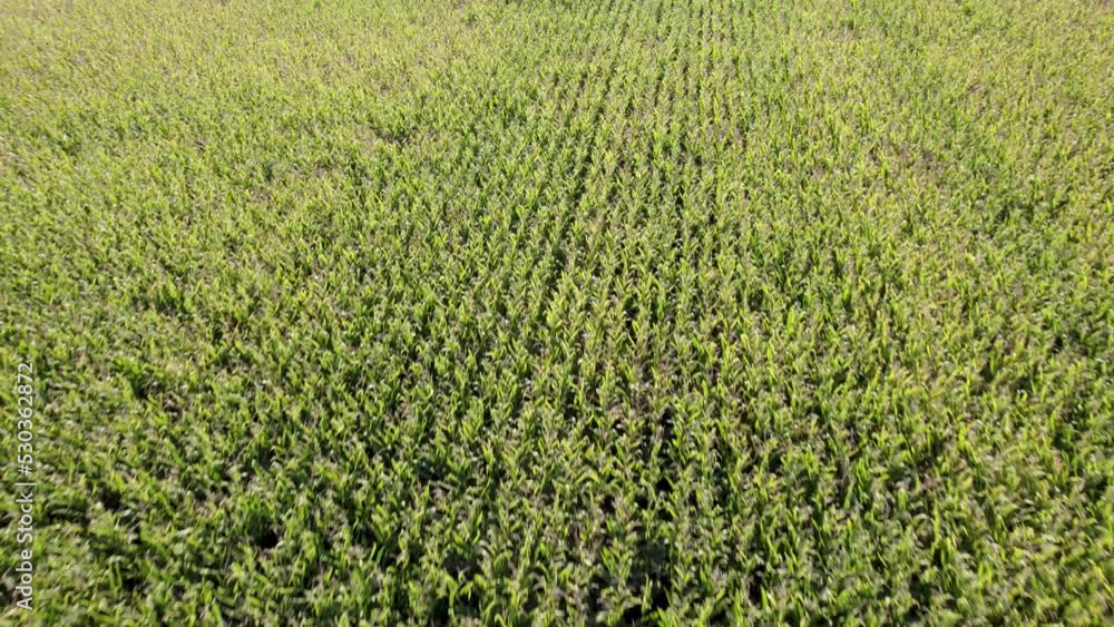 aerial view of corn field from drone at sunset aerial view of corn field from drone at sunset