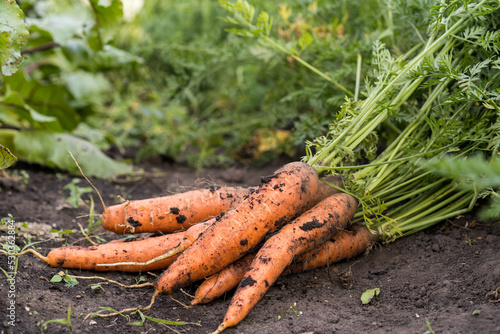A large bunch of carrots on the background of the garden. Agriculture, gardening, vegetable growing, harvest