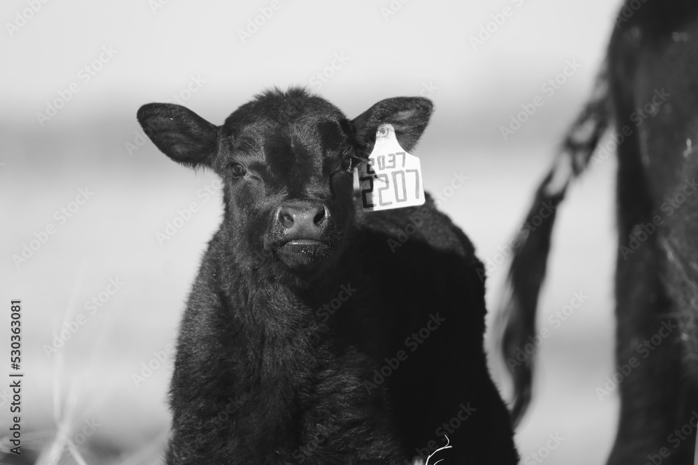 Young black angus calf on ranch with blurred background for agriculture. Young black angus calf on ranch with blurred background for agriculture.