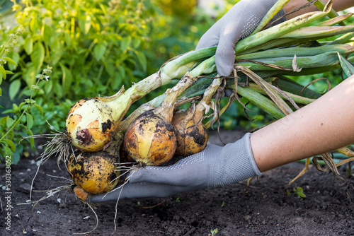 harvesting onions close-up with gloved hands, growing vegetables