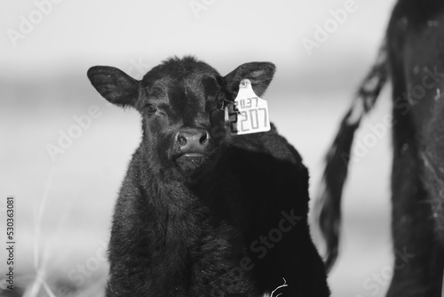 Young black angus calf on ranch with blurred background for agriculture. photo