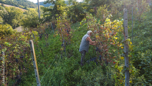 Bilde på lerret Farmer heroic harvesting grapes in wine farm in the italian hills of Castell'Arq