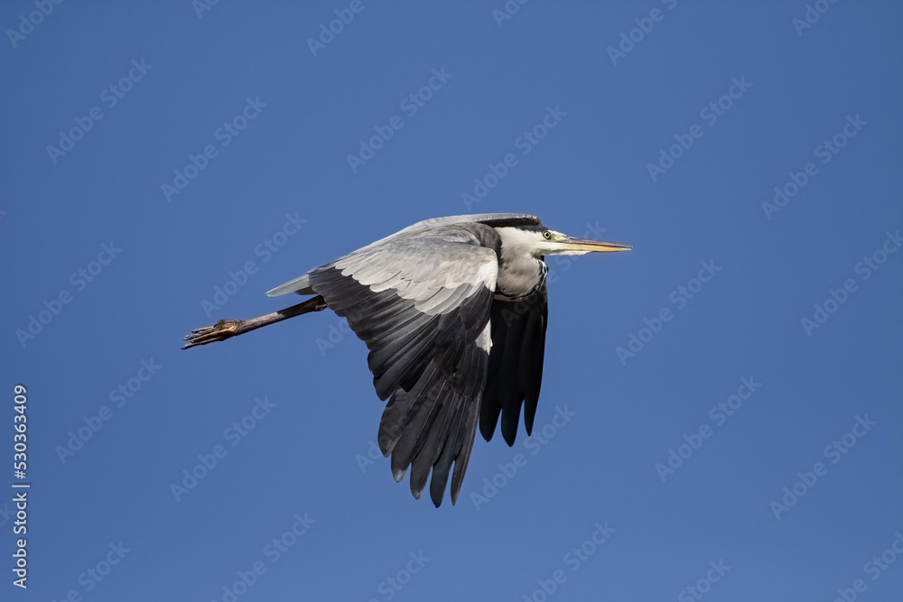 Fototapeta premium Heron in flight against blue sky