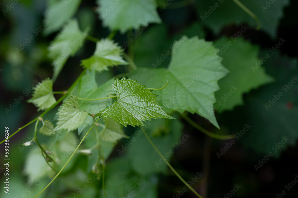 Textured Vine Leaves Textured Vine Leaves