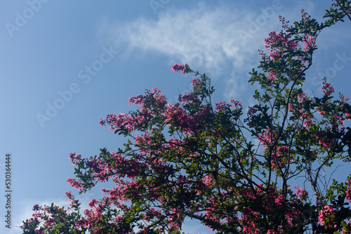 Blooming Pink Crape Myrtle against Blue Sky with Cloud © Melina