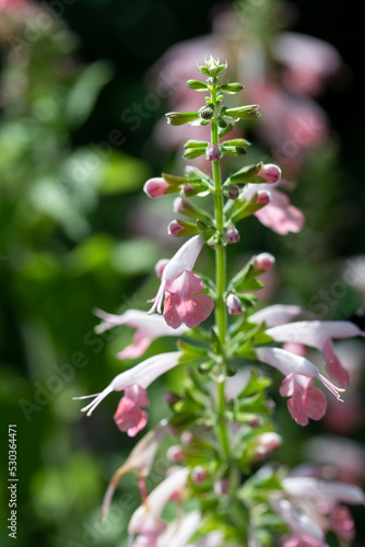 Wallpaper Mural Closeup of a Pink Blooming Flower  Torontodigital.ca