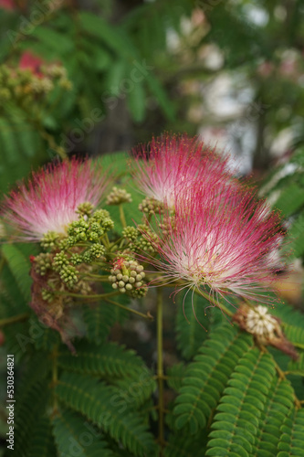 Albizia growing in the garden