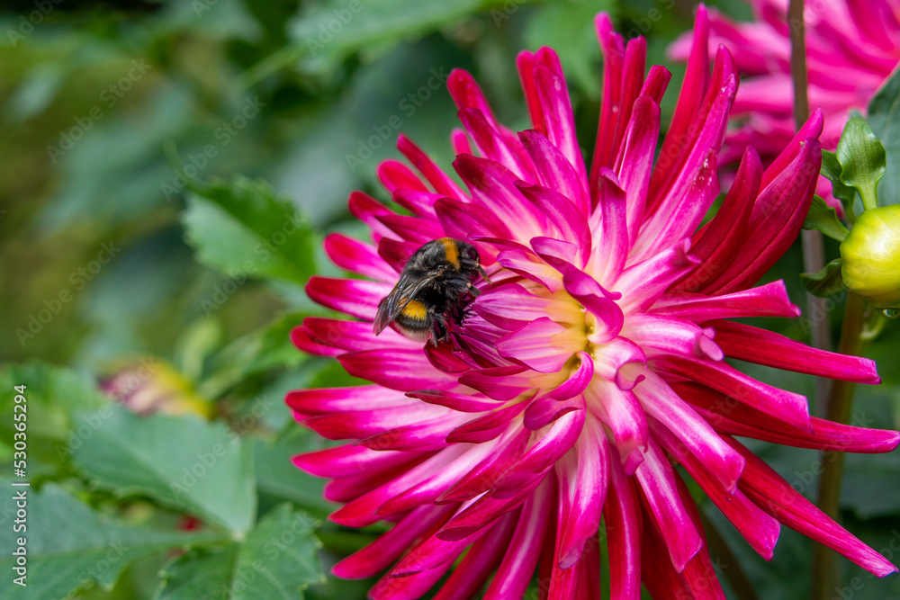 Dahlia Flowers in a Garden