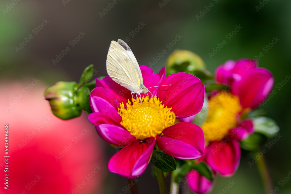 Dahlia Föowers in a garden