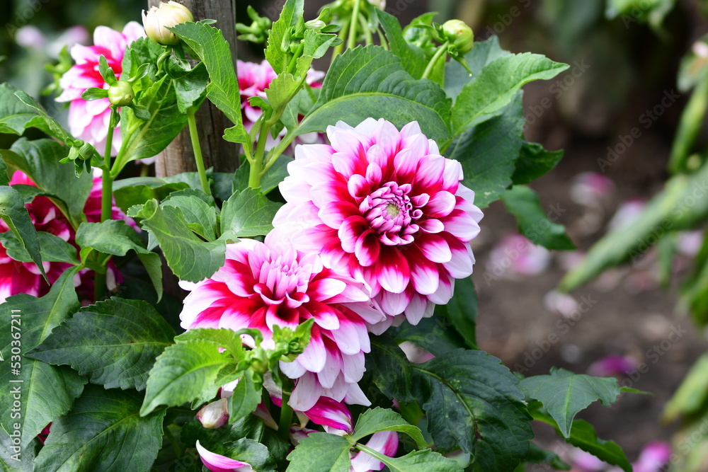 Dahlia Föowers in a garden