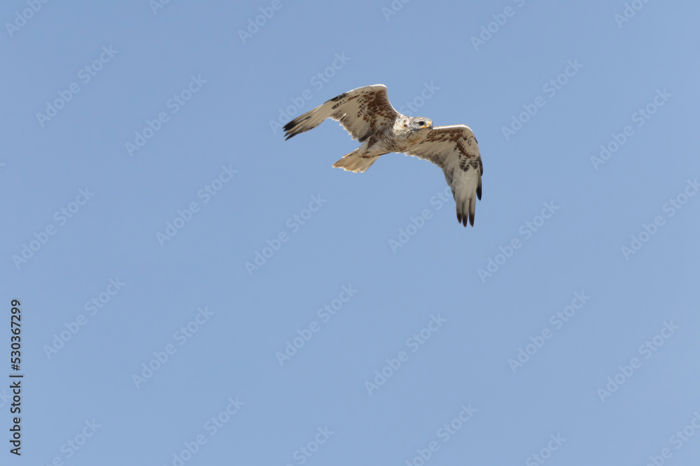 Obraz premium Red-tail Hawk