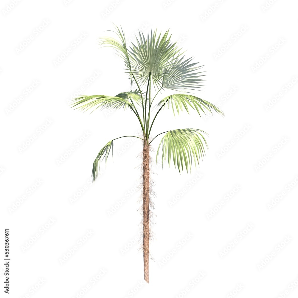 palm tree isolated on white background, 3D illustration, cg render palm tree isolated on white background, 3D illustration, cg render