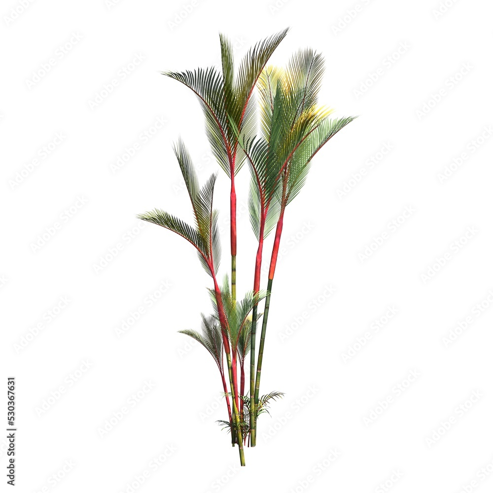 palm tree isolated on white background, 3D illustration, cg render palm tree isolated on white background, 3D illustration, cg render