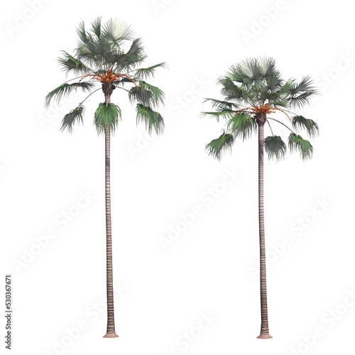 palm tree isolated on white background  3D illustration  cg render