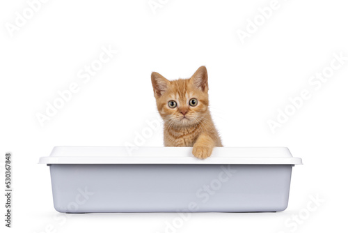 Cute red British Shorthair cat kitten, sitting in grey open litterbox with one paw on the edge of the box. Looking straight towards camera. Isolated on a white background.