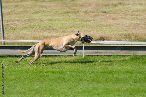 Sloughi or Arabian Greyhound at full speed on a racetrack in belgium photo