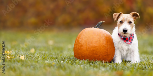 Photography Cute pet dog puppy sitting in the grass with a pumpkin in autumn