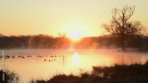 Canadian geese and ducks float in a scenic pond during late fall with a orange foggy and misty Autumn sunrise refelcting on a peaceful country farm pond