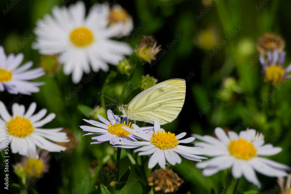 Green-veined white butterfly (pieris napi) perched on a daisy in Zurich, Switzerland Green-veined white butterfly (pieris napi) perched on a daisy in Zurich, Switzerland