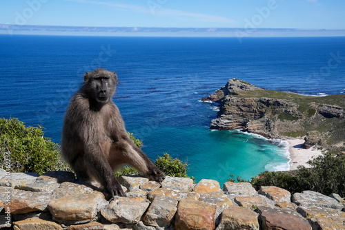 Baboon at Cape Point with Dias Beach and Atlantic Ocean.