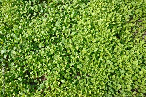 Seeding of mustard plant as green manure growing on the soil.