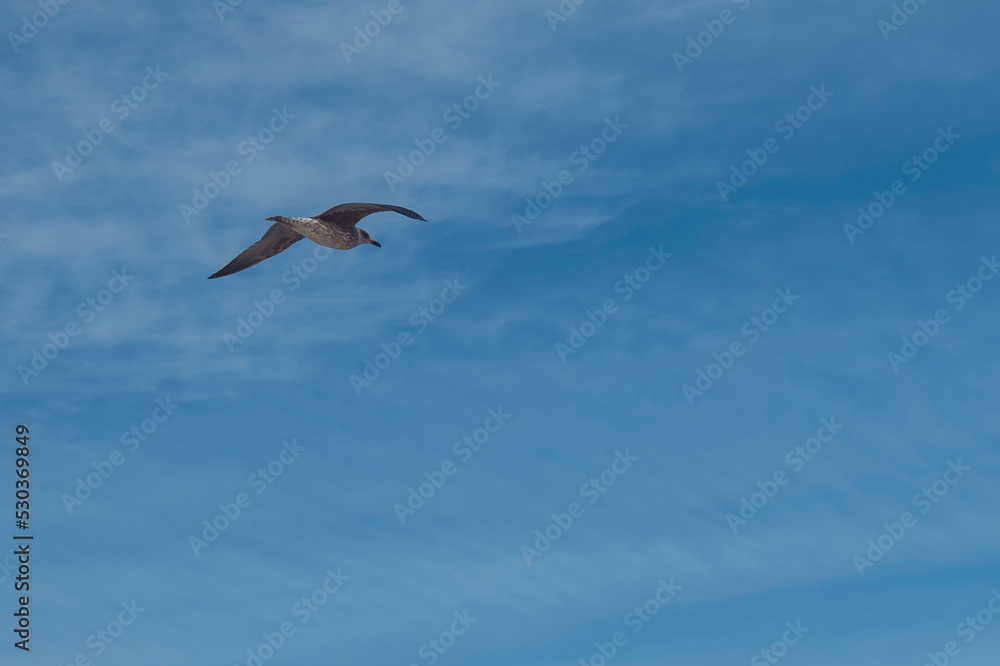 seagull flying high on the wind. flying gull. Seagull flying on blue sky and white cloud backgroud, copy space seagull flying high on the wind. flying gull. Seagull flying on blue sky and white cloud backgroud, copy space