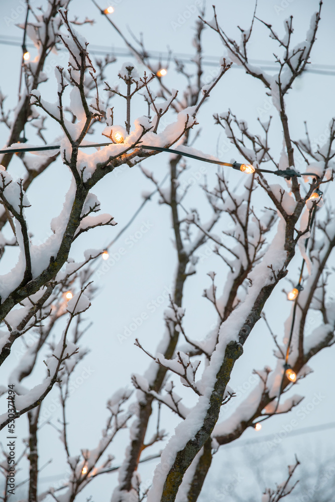 Yellow Christmas lights hanging in snow covered tree branches outdoors Yellow Christmas lights hanging in snow covered tree branches outdoors