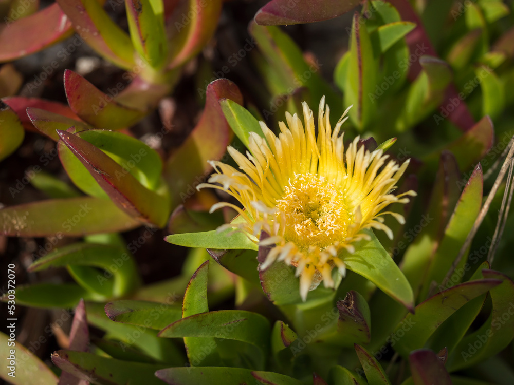 Close up yellow blooming sour fig flower, Carpobrotus edulis ground-creeping invasive plant with green and red succulent leaves. Selective focus Close up yellow blooming sour fig flower, Carpobrotus edulis ground-creeping invasive plant with green and red succulent leaves. Selective focus