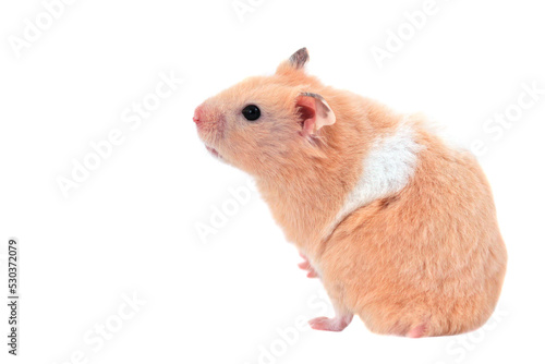 Wallpaper Mural Cute fluffy hamster stands on its hind legs, isolated on a white background Torontodigital.ca
